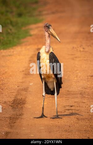 Marabou stork (Leptoptilos crumeniferus), Lake Mburo National Park, Uganda. Stock Photo