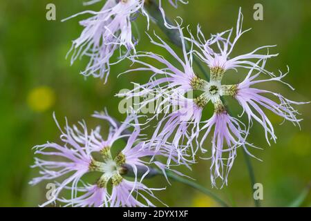 Pracht-Nelke, Prachtnelke, Dianthus superbus, Large Pink, fringed pink, L'œillet superbe Stock Photo