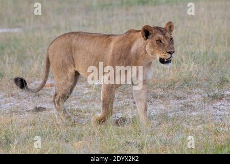 African Lioness (Panthera leo). In peak of, near perfect, physical condition, towards the end of the rainy season. Botswana. February. Stock Photo