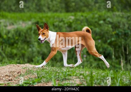 young 1 year basenji dog trotting in forest Stock Photo