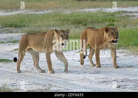 African Lionesses (Panthera leo). Two animals walking side by side, along vehicle tracks on sandy pathway. Confident, unafraid of safari vehicle traff Stock Photo