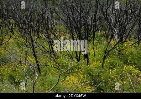 Myrica-Erica shrub forest burned in the Garajonay National Park. La Gomera. Canary Islands. Spain. Stock Photo