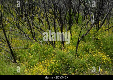 Myrica-Erica shrub forest burned in the Garajonay National Park. La Gomera. Canary Islands. Spain. Stock Photo