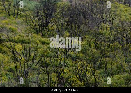 Myrica-Erica shrub forest burned in the Garajonay National Park. La Gomera. Canary Islands. Spain. Stock Photo