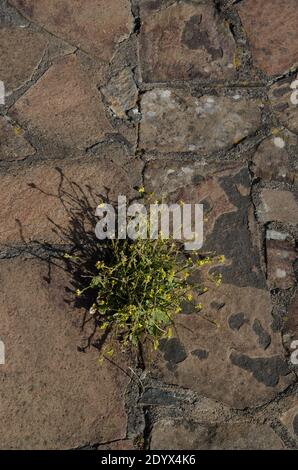 Shortpod mustard Hirschfeldia incana growing on the floor tiles. Alajero. La Gomera. Canary Islands. Spain. Stock Photo