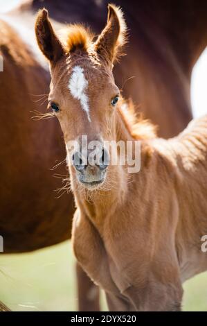 portrait of a cute arab foal in summer daylight Stock Photo