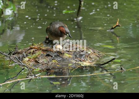 Little grebe (Tachybaptus ruficollis). Adult with chick turning egg on nest. Reddish Vale Country Park, Greater Manchester Stock Photo