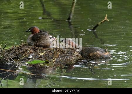 Little grebe (Tachybaptus ruficollis). Adults feeding chick on nest. Reddish Vale Country Park, Greater Manchester Stock Photo