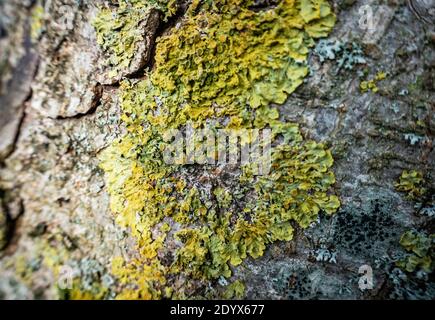 Close-up of moss growing on the bark of a tree Stock Photo