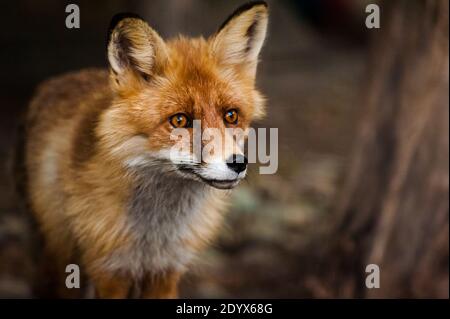 curious young red fox portrait close up Stock Photo