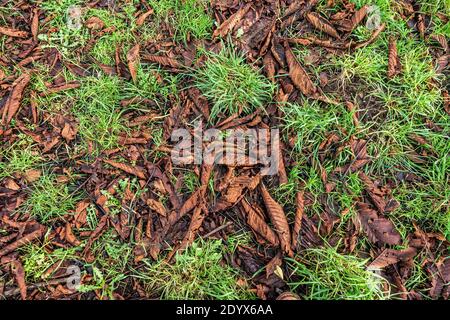 New growth and old dead tree leaves laying side by side on the ground Stock Photo