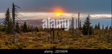 dead forest in the mountains, a grim testimony to climate change on earth Stock Photo