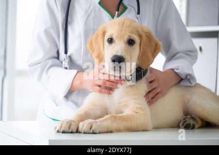 Lovely retriever dog in veterinary clinic Stock Photo