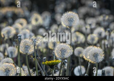 Dandelion seed heads glow with the lights as the sun sets in the evening. Stock Photo