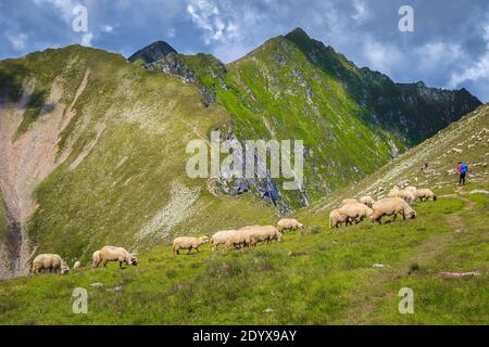 Herd of sheep on the mountain slope and picturesque mountain ridges in background, Carpathians, Romania, Europe Stock Photo