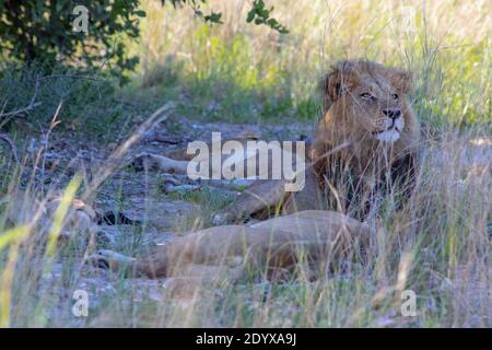 African Lion, head raised, watchful, and at least three Lionesses, recumbent, lying down, sleeping, in the shade of bushes, during the heat of midday Stock Photo