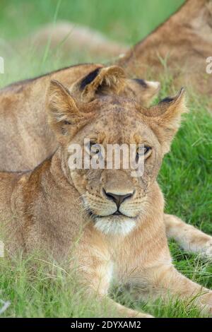 African Lion (Pantherea leo). Head close up, facial detail, eye contact. Lying down. Female, lioness. Facing, eye contact. Botswana.