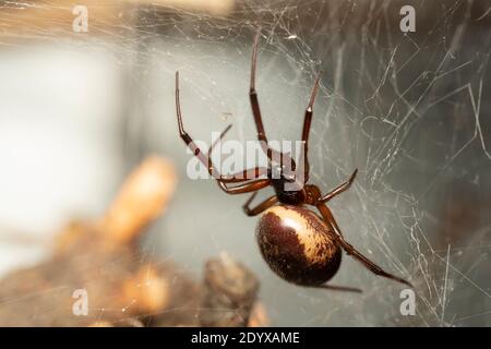 Steatoda nobilis / Noble False Widow Spider female Stock Photo