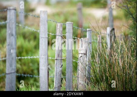 barbed fence closeup in summer Stock Photo