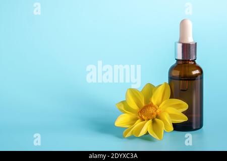 Essential oil in brown dropper bottle and yellow flower on blue background. Concept natural organic beauty cosmetics product. Copy space. Stock Photo