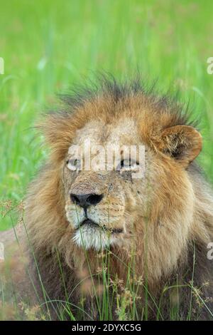 African Lion (Panthera leo). Head facing portrait. Close up. Senses focussed on Stock Photo