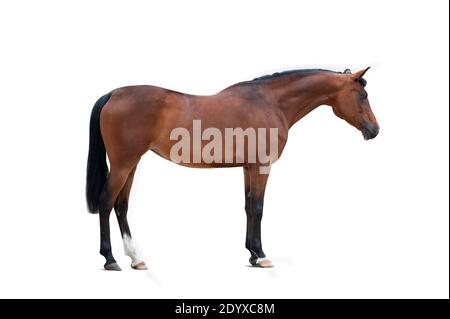 bay arabian mare isolated over a white background Stock Photo
