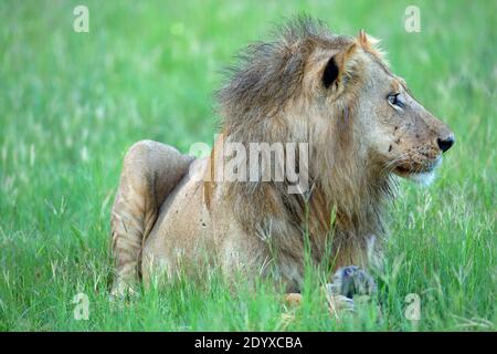 African Lion (Panthera leo). Old, elderly, male, in apparently poor physical condition. shaggy, thin haird mane, scarred face are indications. Continu Stock Photo