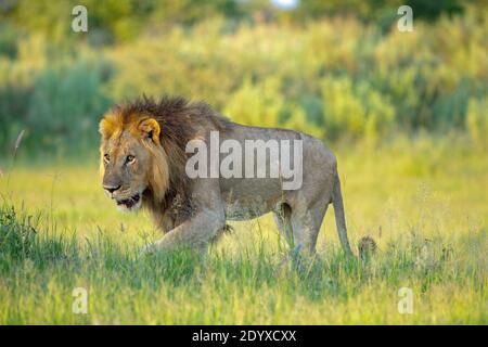 African Lion (Panthera leo). Adult male, stealthfully walking along a tree shadow line, approaching viwing point over a potential hunting area. Stock Photo