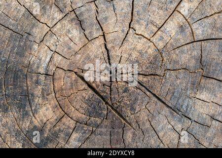 Saw cut of an old cracked tree with damage, top view as background Stock Photo