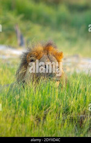 African Lion, (Panthera leo). Partially hidden behind vegetation, watching, surveying, local scenery. Sexually dimporphic, pelage, with long haired ma