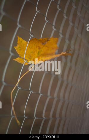 Orange red maple autumn leaf stuck in steel mesh fence in fall outdoors Stock Photo