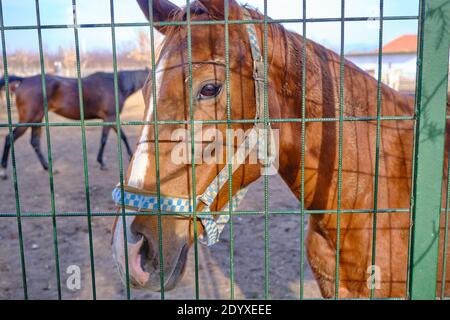 Lonely horses behind green fences in a horse farm Stock Photo