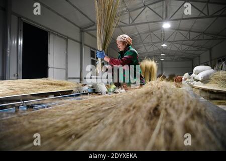 (201228) -- YINCHUAN, Dec. 28, 2020 (Xinhua) -- Li Yaomei makes brooms after work at the factory in Longyuan Village of Hongsibao District in Wuzhong City, northwest China's Ningxia Hui Autonomous Region, Oct. 26, 2020. Xihaigu, a largely mountainous region in central-southern Ningxia, was once inflicted by deep poverty and labeled the 'most unfit place for human settlement' by the United Nations in the 1970s due to land reclamation, drought, and a fragile ecological environment. On Nov. 16, 2020, Xihaigu historically bid farewell to absolute poverty, during which 'she power' played an indispe Stock Photo