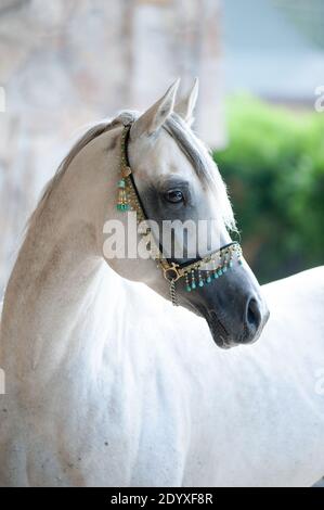 arabian stallion in traditional show halter Stock Photo