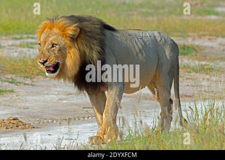 African Lion (Panthera leo). Adult, mature male , about to approach, anticipating, facing, the engagement of another.Wary. Cautious. Unsure. Uncertain Stock Photo
