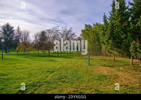 Running path and magnificent view green and blue sky together with old, dried and withered trees and plants during autumn. Stock Photo