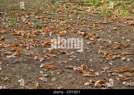 Theme of autumn. Withered, dried brown leaves on the ground. Stock Photo