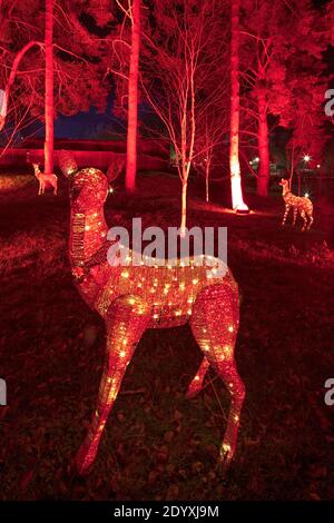 Christmas lights at The Alnwick Garden, Alnwick, Northumberland, England, United Kingdom Stock Photo