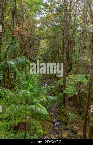 A. H. Reed Memorial Kauri Park at Whangarei, New Zealand Stock Photo