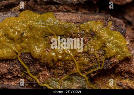 Plasmid of  the Many Headed Slime of the species Physarum polycephalum spread on a root of a tree Stock Photo