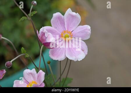Pink Japanese anemone flowers and buds, Anemone x hybrida elegans, Japanese tumbleweed or windflower, closeup natural background Stock Photo
