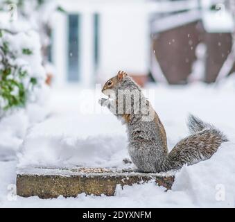 Kidderminster, UK. 28th December, 2020. UK weather: a significant 8cm snowfall leaves garden wildlife struggling to find food. This lonely grey squirrel (Sciurus carolinensis) visits a welcome clearing in the snow to feed on sunflower seeds put out by a nature-loving household. Credit: Lee Hudson/Alamy Live News Stock Photo