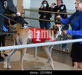 St. Petersburg, United States. 27th Dec, 2020. A dog examined during the final program of greyhound races at Derby Lane, the oldest continuously operating greyhound racetrack in the United States. In 2018, Florida voters approved a constitutional amendment that banned betting on greyhounds as of December 31, 2020. The final race in the state will take place at Palm Beach Kennel Club on New Year's Eve. Credit: SOPA Images Limited/Alamy Live News Stock Photo