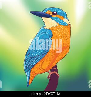 Colorful kingfisher Bird on a green abstract background Stock Vector