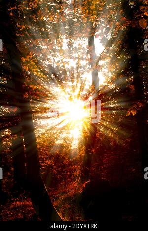 Dazzling rays of sunlight pass through the trees of the forest Stock Photo