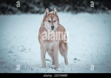A Siberian Husky wanders in the winter snow. Stock Photo