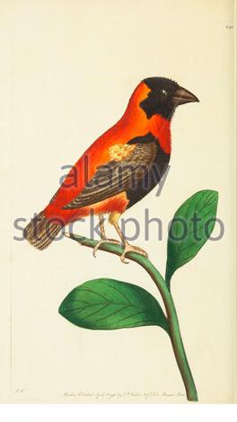 Red Bishop Bird (Euplectes orix), vintage illustration published in The Naturalist's Miscellany from 1789 Stock Photo