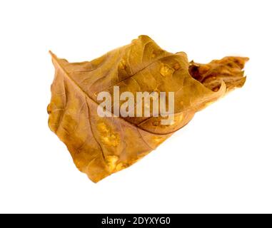 The Oak Leaf isolated on a white background. Stock Photo