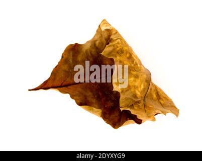 The Oak Leaf isolated on a white background. Stock Photo
