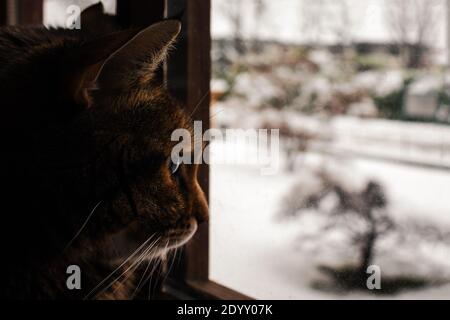 A tabby cat looking through window at the snow on the street. Copy space. Stock Photo
